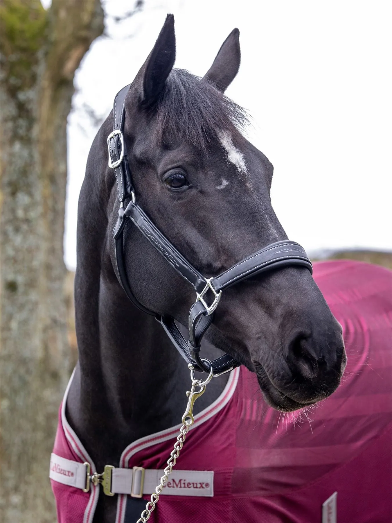 LeMieux Stitched Leather Headcollar