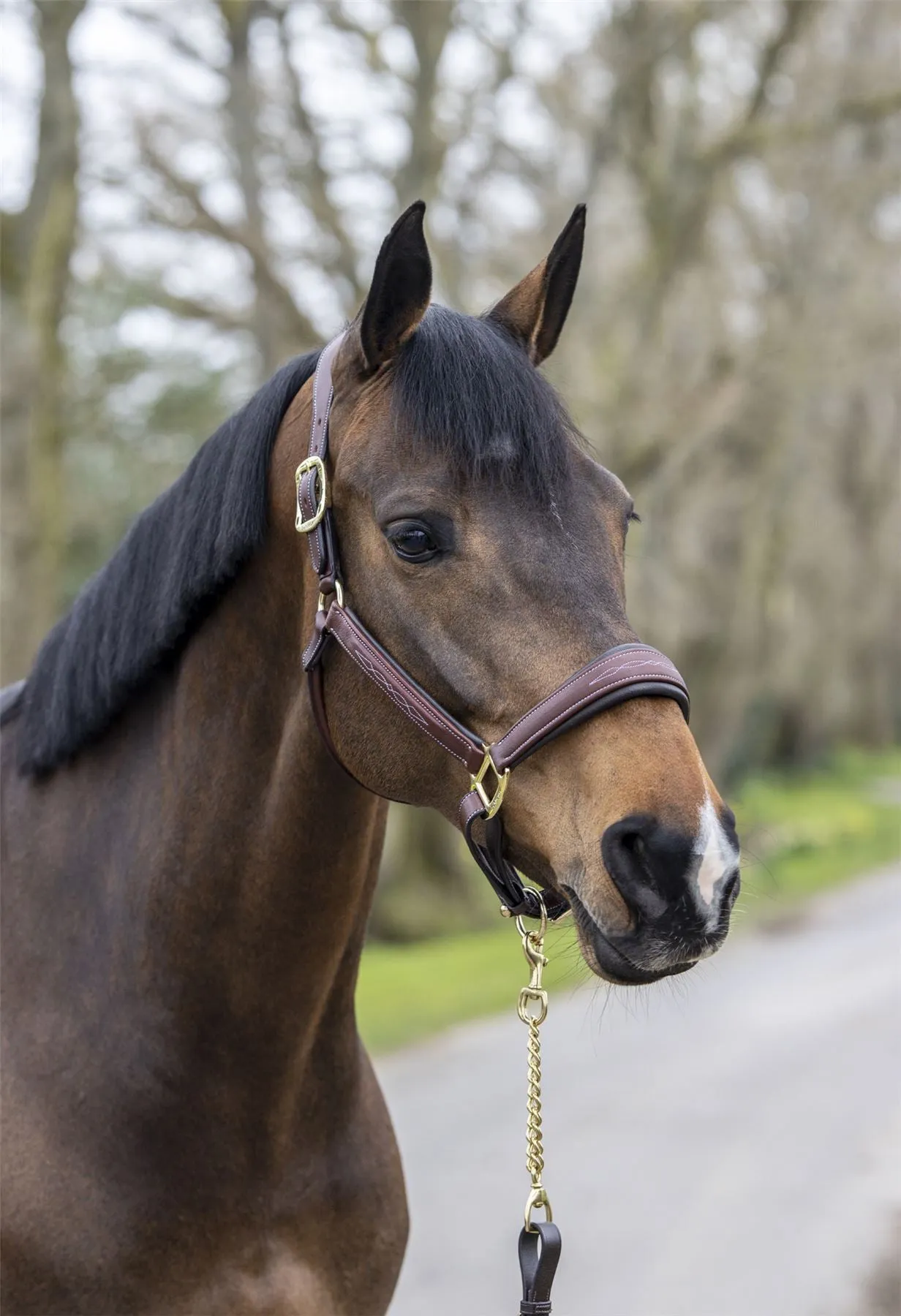 LeMieux Stitched Leather Headcollar