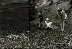 Untitled [Three kids watching a tiger]